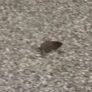 Meet your Posher, Paul